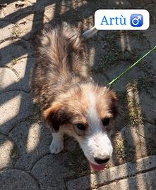 Cuccioli Maschi Pastore Asia Centrale