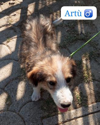 Cuccioli Maschi Pastore Asia Centrale