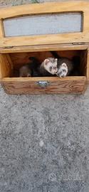 Furetto