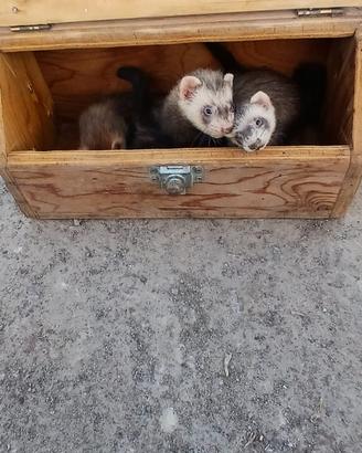 Furetto