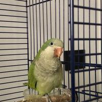 Parrocchetto Monaco maschio con Gabbia completa