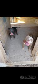 American bully