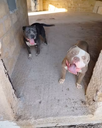 American bully