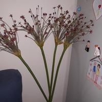 fiori in latticei alti