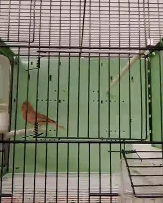 Organetti cabaret riproduttori