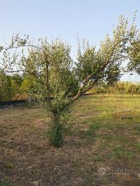 Piante di ulivo