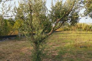 Piante di ulivo