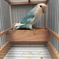 Inseparabile pezzato blu