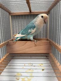 Inseparabile pezzato blu