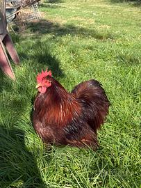 Cocincina nana rossa