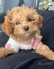 MALTIPOO NANO - MALTIPO CUCCIOLA - pag agevolato