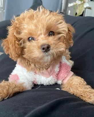 MALTIPOO NANO - MALTIPO CUCCIOLA - pag agevolato