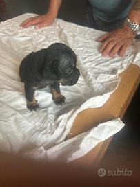Canino incrocio