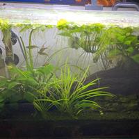 Acquario completo di tutto già avviato e maturo