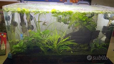 Acquario completo di tutto già avviato e maturo