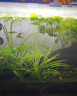 Acquario completo di tutto già avviato e maturo