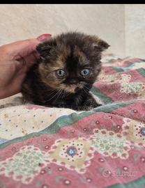 Scottish fold