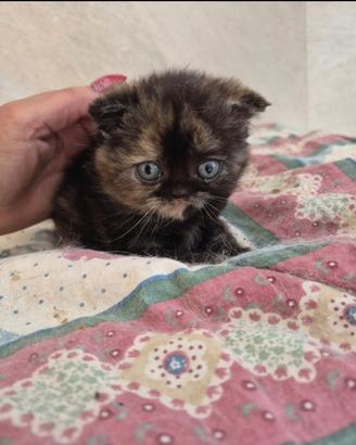Scottish fold