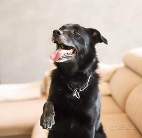 Leo, buttato via come un oggetto