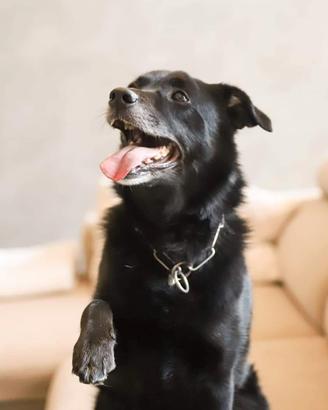 Leo, buttato via come un oggetto