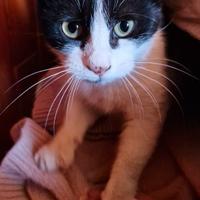 Gattina Bella 3 mesi