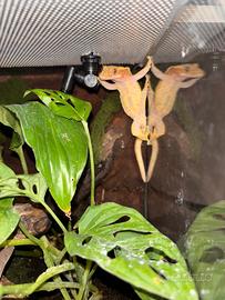 Geco ciliatus + terrario bioattivo