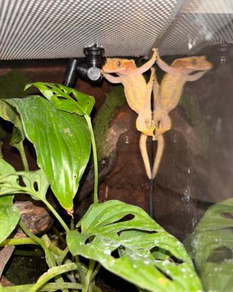 Geco ciliatus + terrario bioattivo