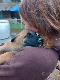 Cuccioli di Pastore Belga Malinois