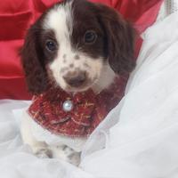 Bassottina piebald pelo lungo