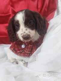 Bassottina piebald pelo lungo