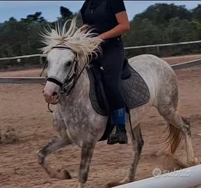 Pony