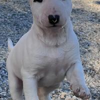 Bull terrier cuccioli