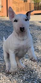 Bull terrier cuccioli