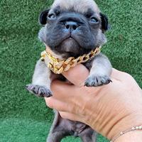 Micro bulldog francese