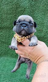 Micro bulldog francese