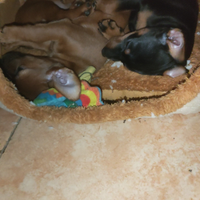 Disponibile una femminuccia di pincher