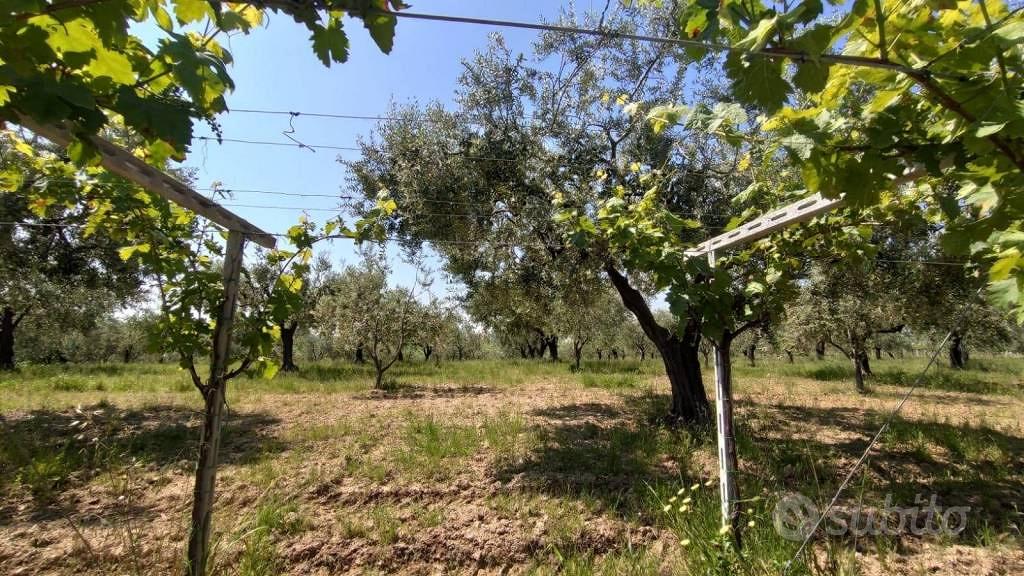 Terreno di 21475 m² a Ortona - Vista 5