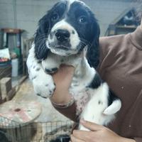Cucciolo Springer Spaniel inglese
