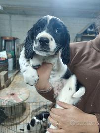 Cucciolo Springer Spaniel inglese