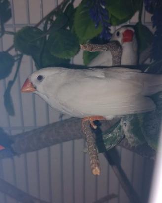 Bengalini