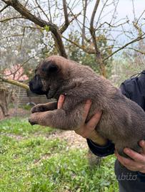 Pastore belga malinos