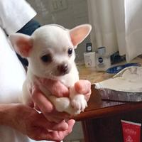 Dispongo di un chihuahua maschio