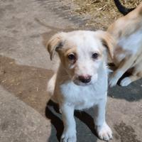 Cuccioli cane taglia media meticci