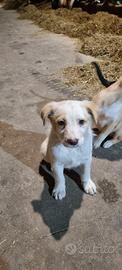Cuccioli cane taglia media meticci