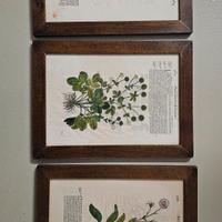 Quadri a tema botanico