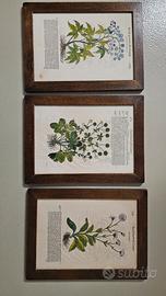 Quadri a tema botanico