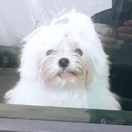 Maltese