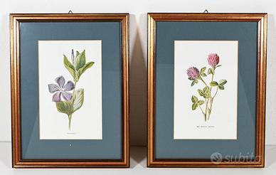 Stampe vintage di fiori selvatici F.E. Hulme