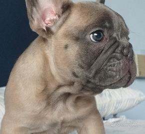 Bulldog francese