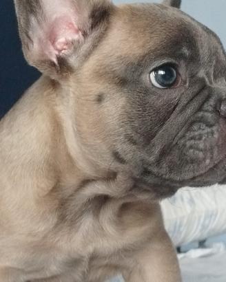 Bulldog francese